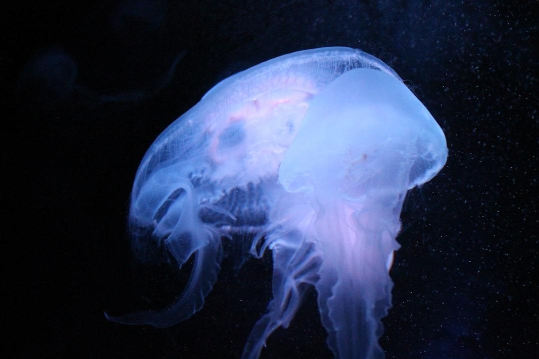 future 2 Alien Life